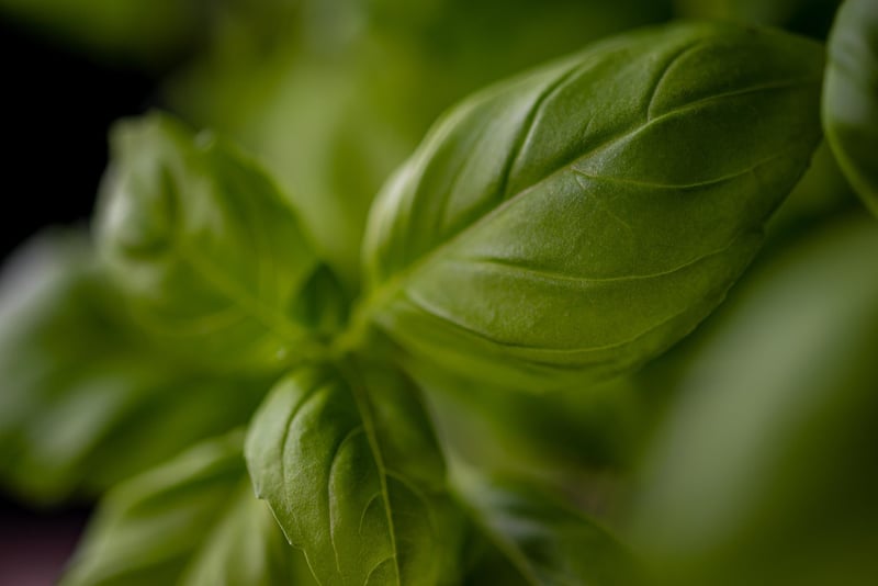 Herb Wall