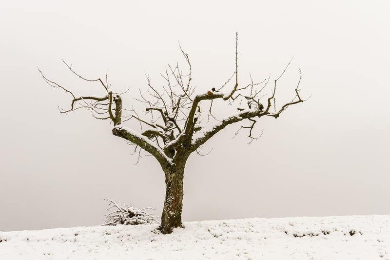 Pruning Techniques